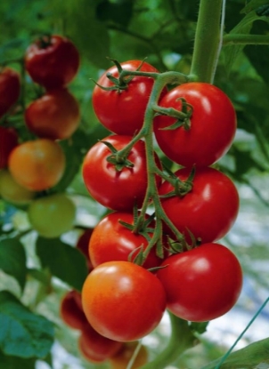 Picture of Tomato Sparta F1